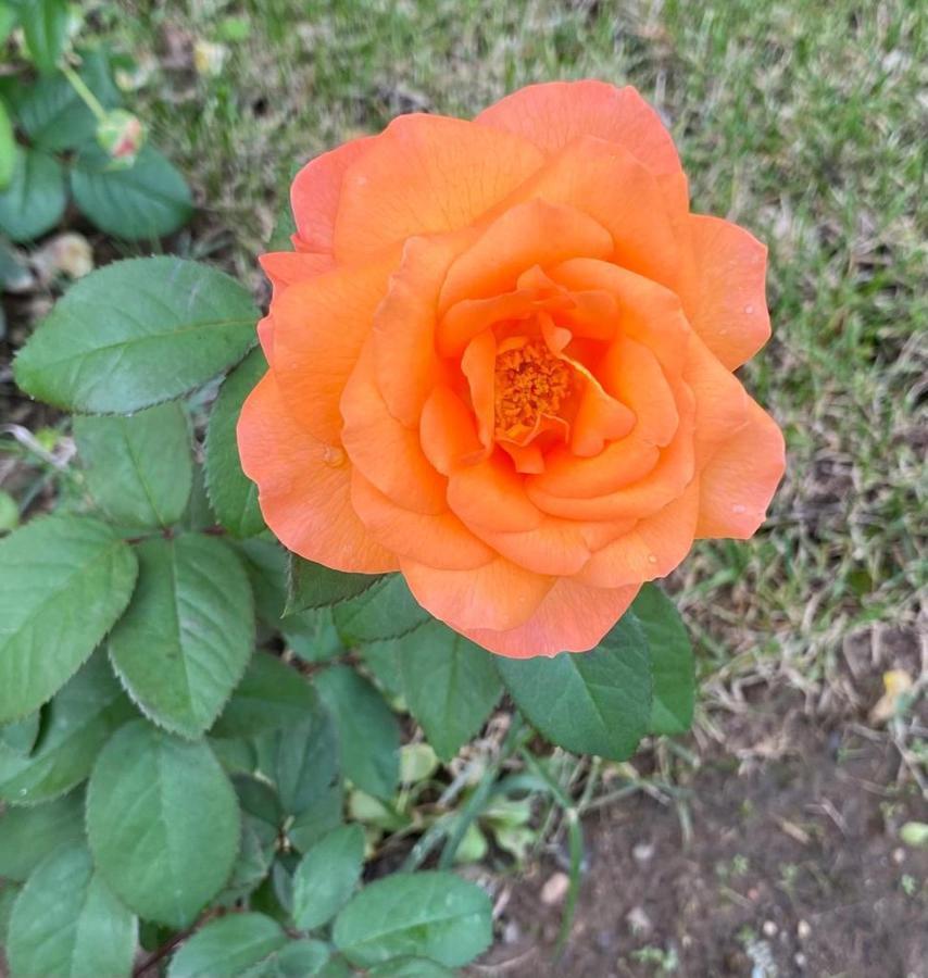 Il Casale Delle Rose Aparthotel Paganico  Exteriör bild