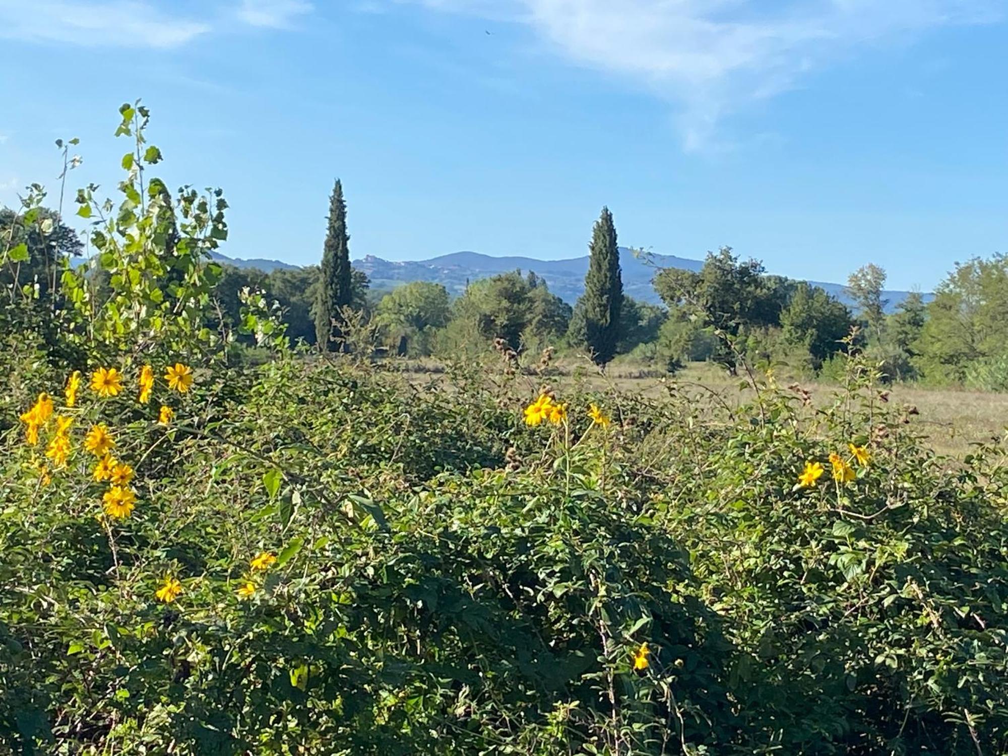 Il Casale Delle Rose Aparthotel Paganico  Exteriör bild